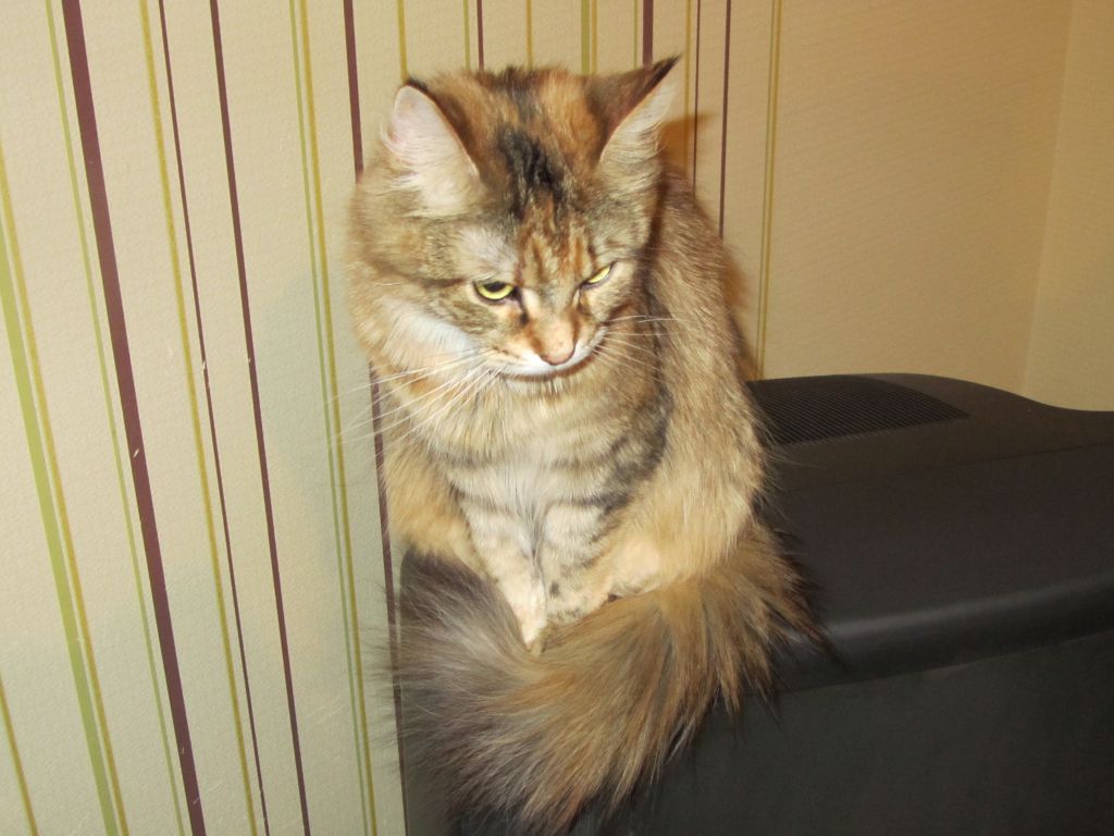 Кошка мейн кун Юки (IMG_0181)