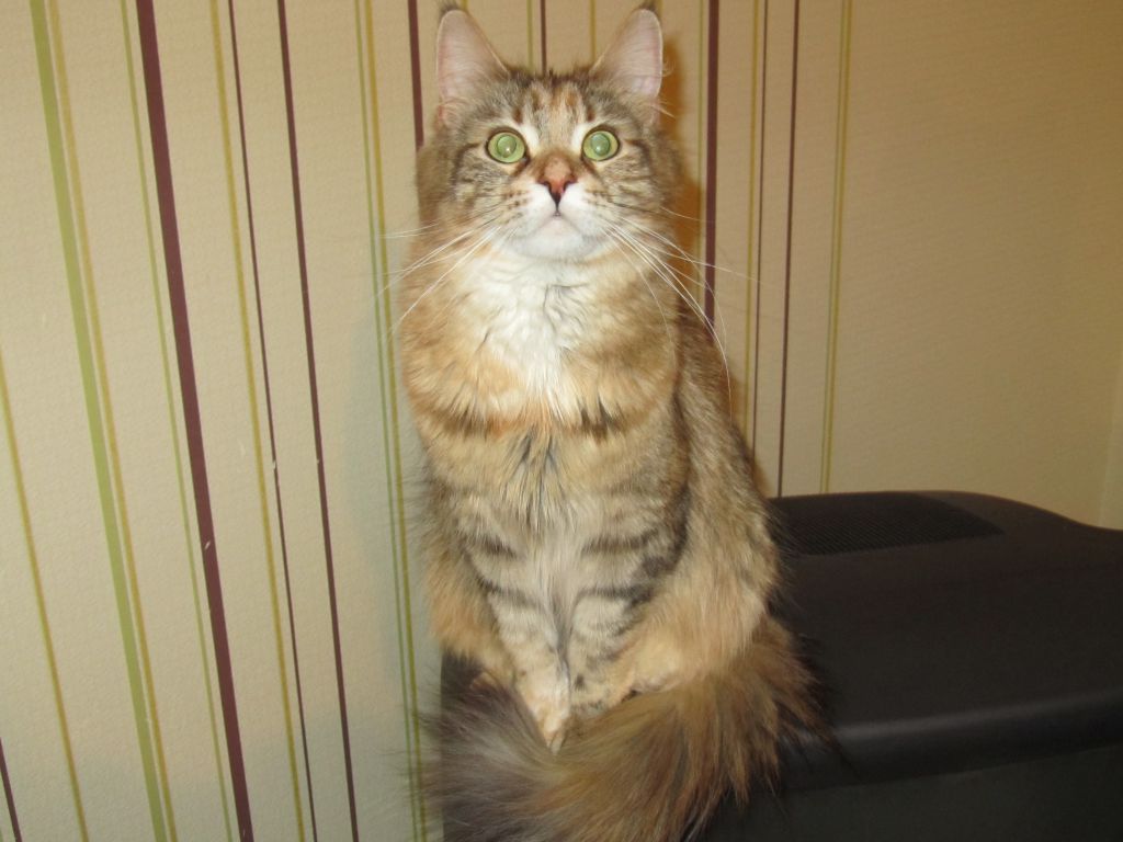 Кошка мейн кун Юки (IMG_0182)