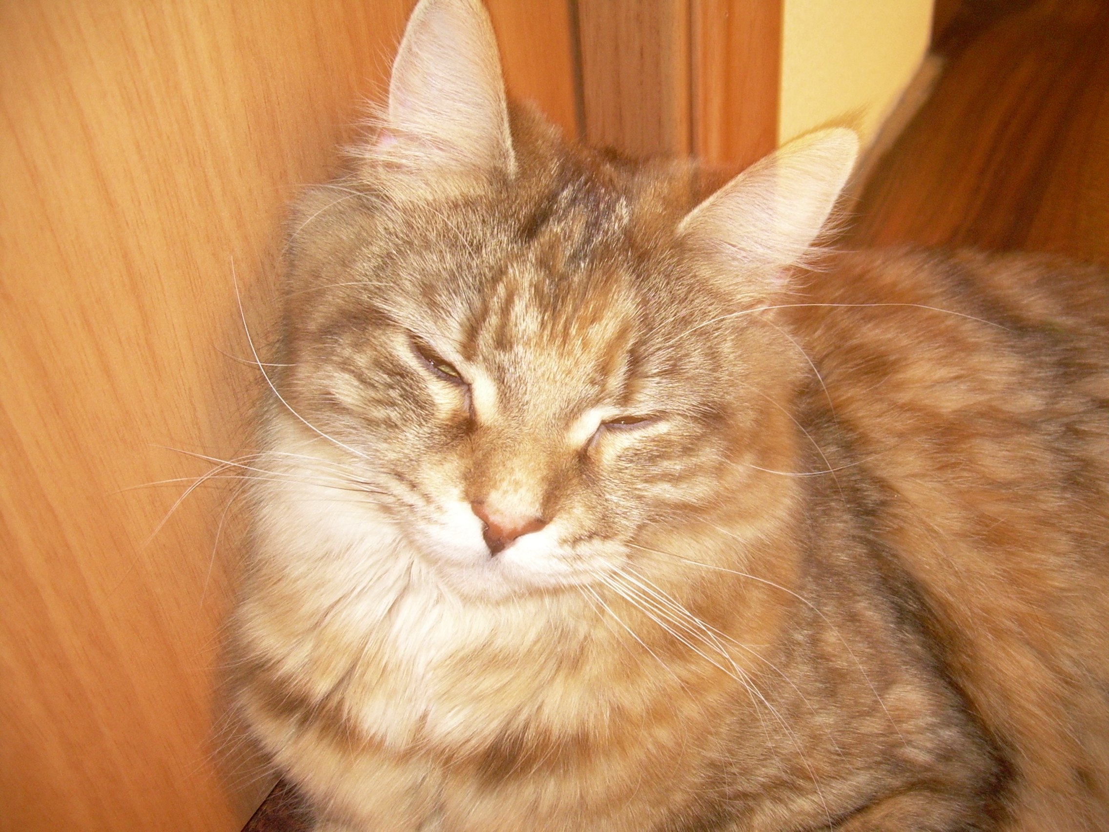 Кошка мейн кун Юки (DSCN1772)