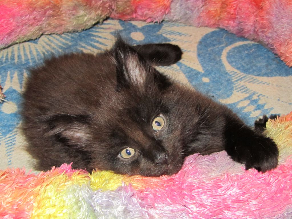 Котята мейн-кун (IMG_2466)