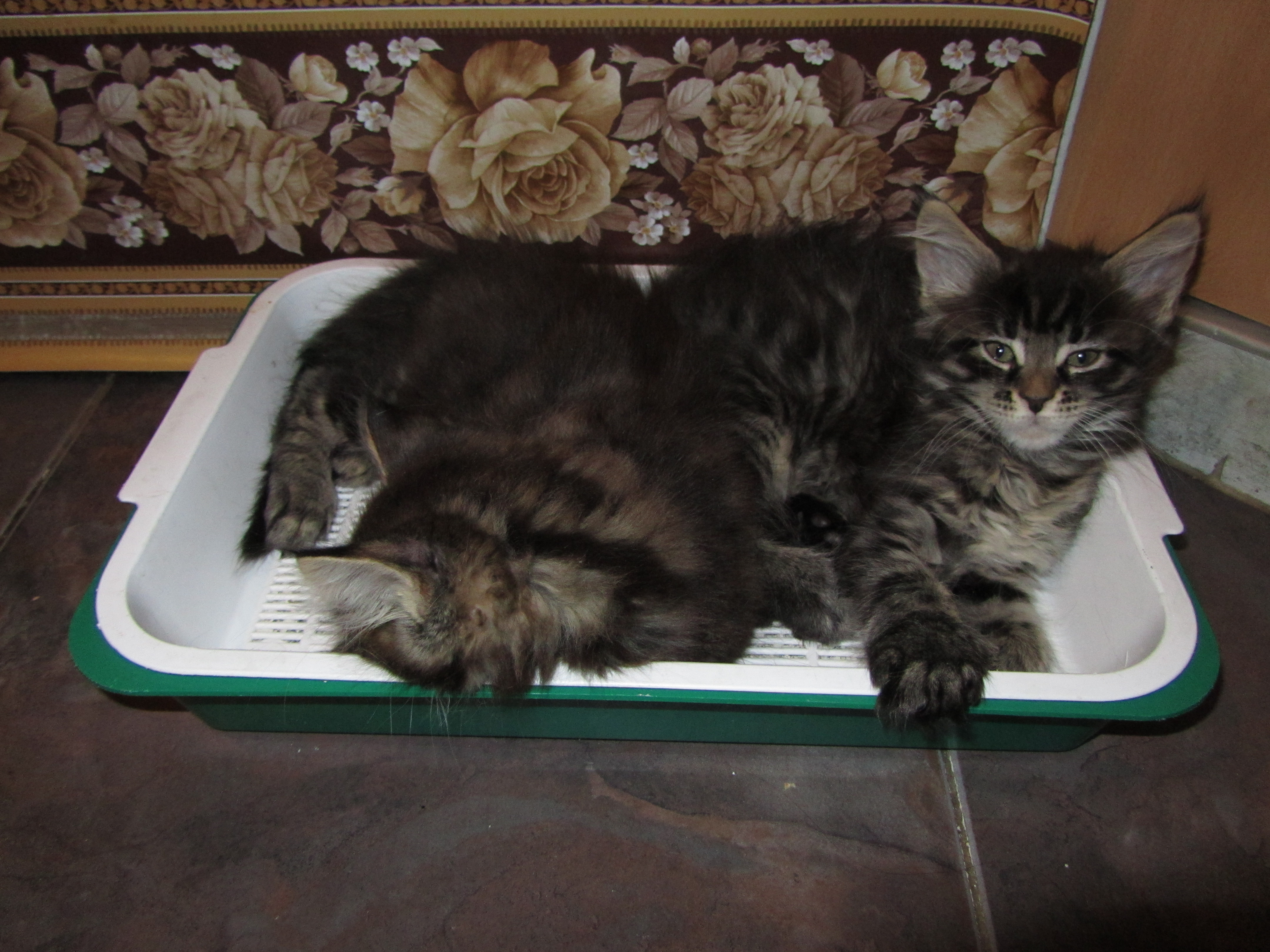 Котята мейн-кун (IMG_2507)