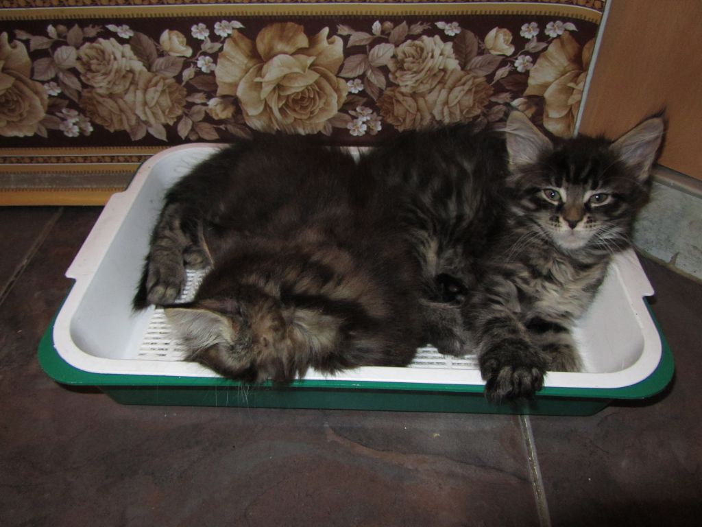 Котята мейн-кун (IMG_2507)