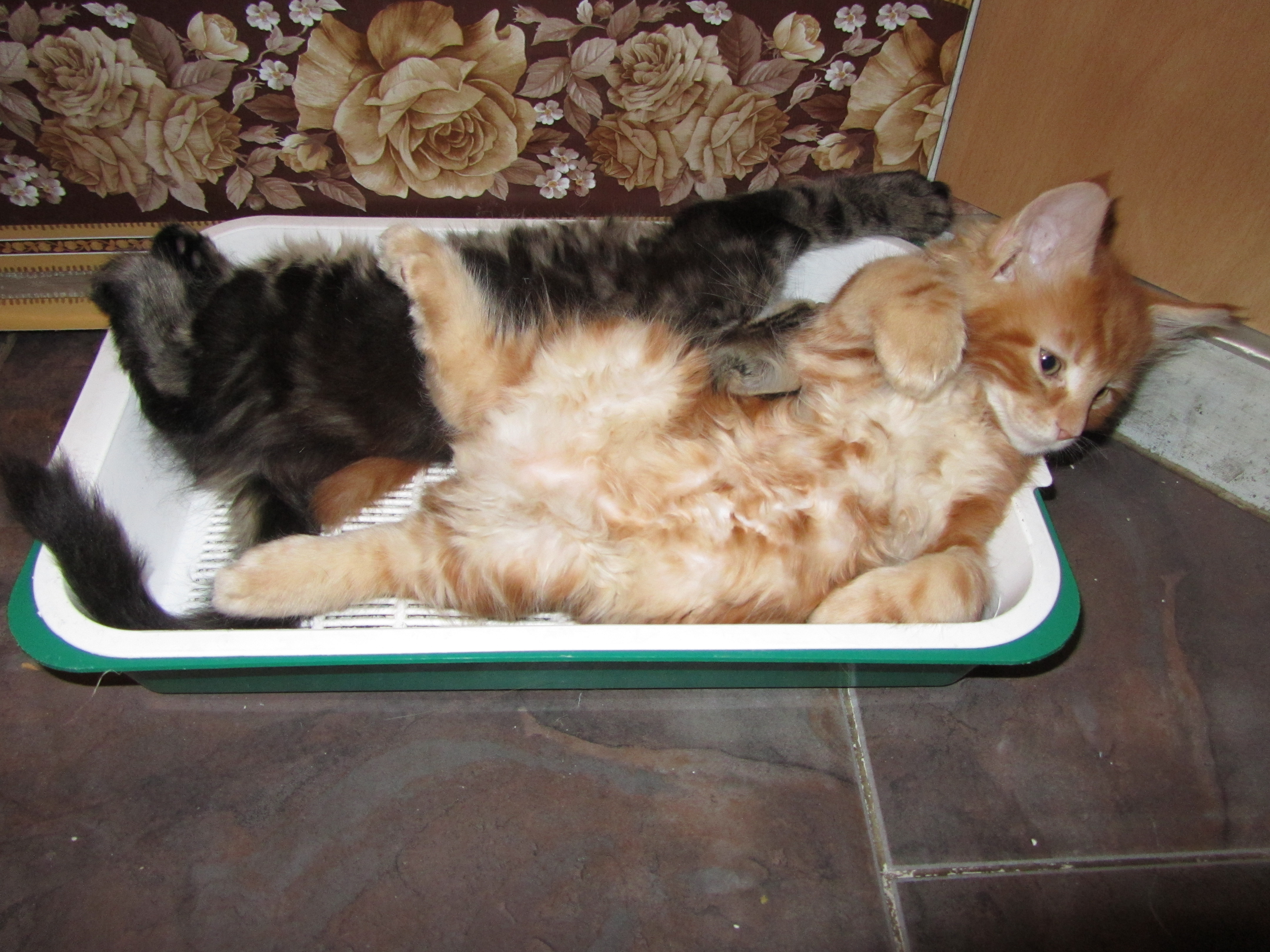 Котята мейн-кун (IMG_2512)