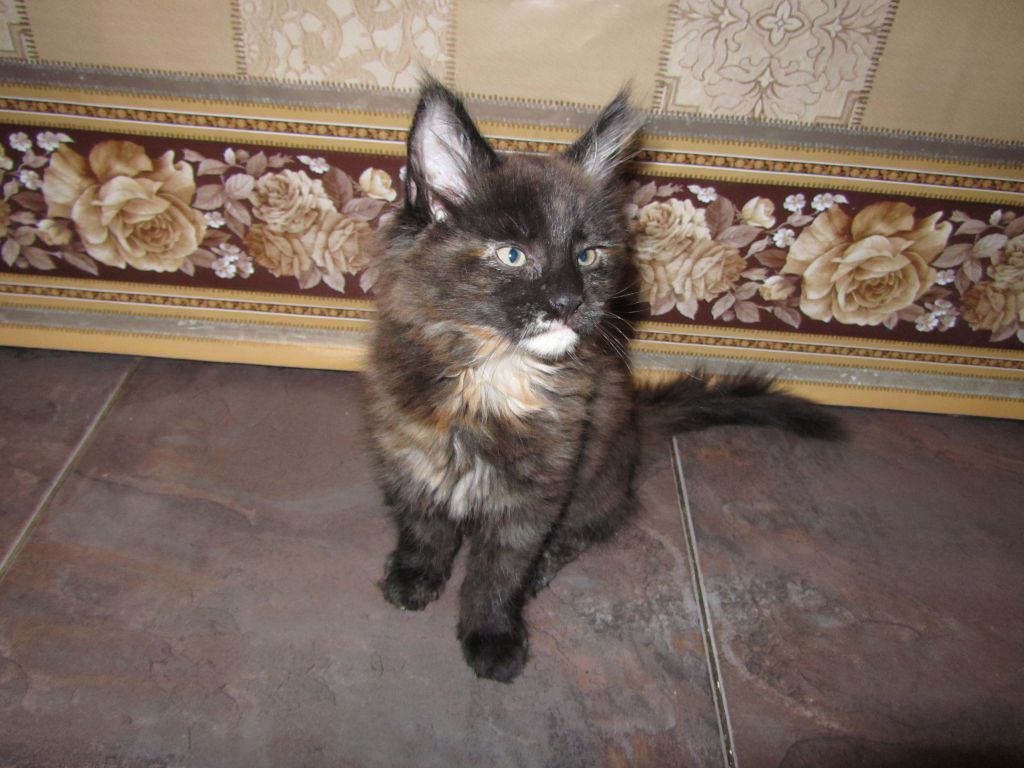 Котята мейн-кун (IMG_2514)
