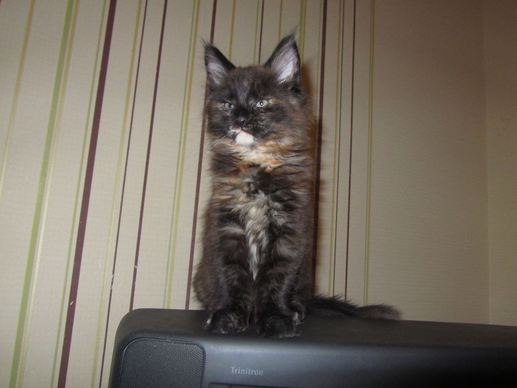 Котята мейн-кун (IMG_2517)