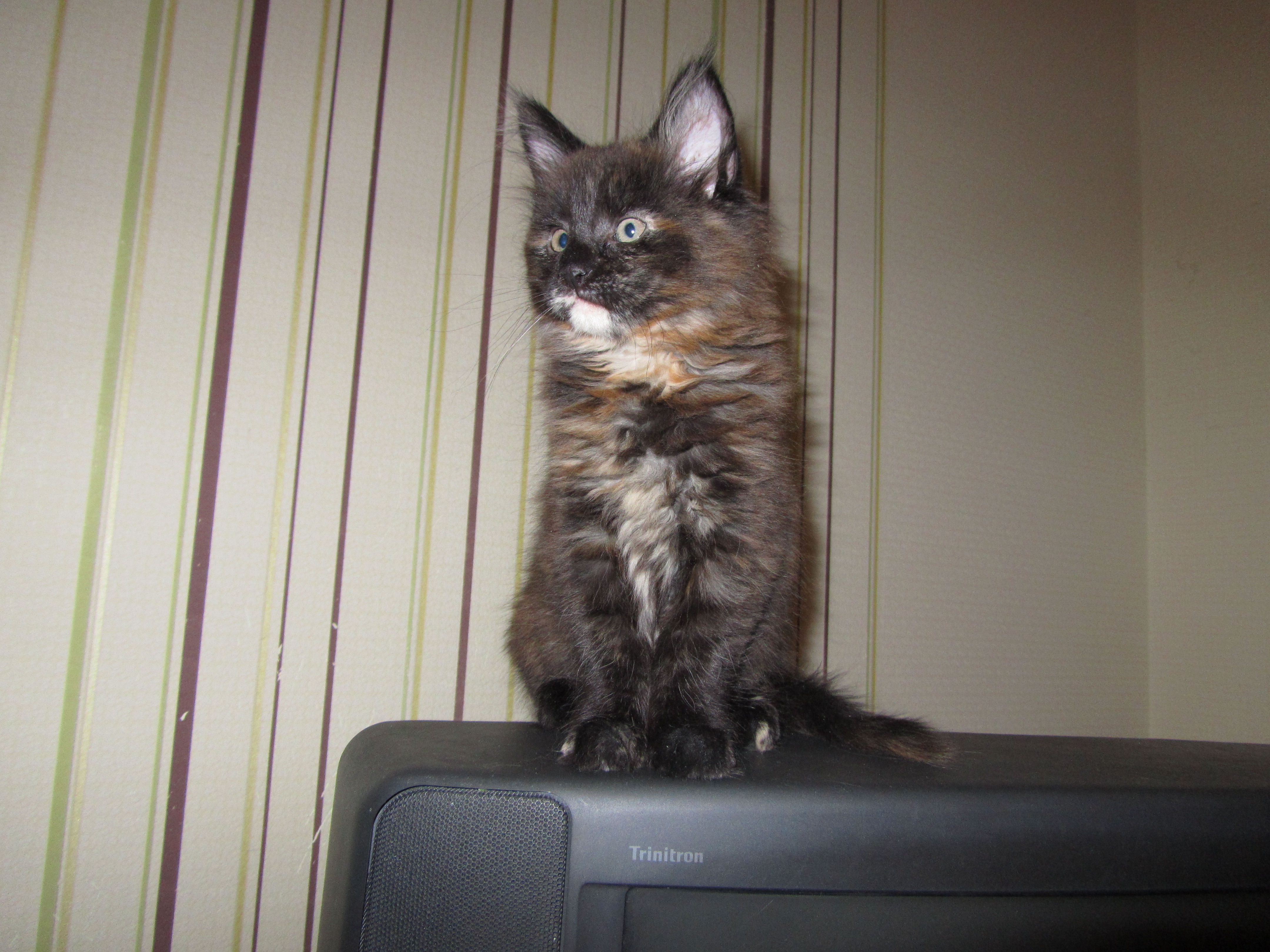 Котята мейн-кун (IMG_2518)