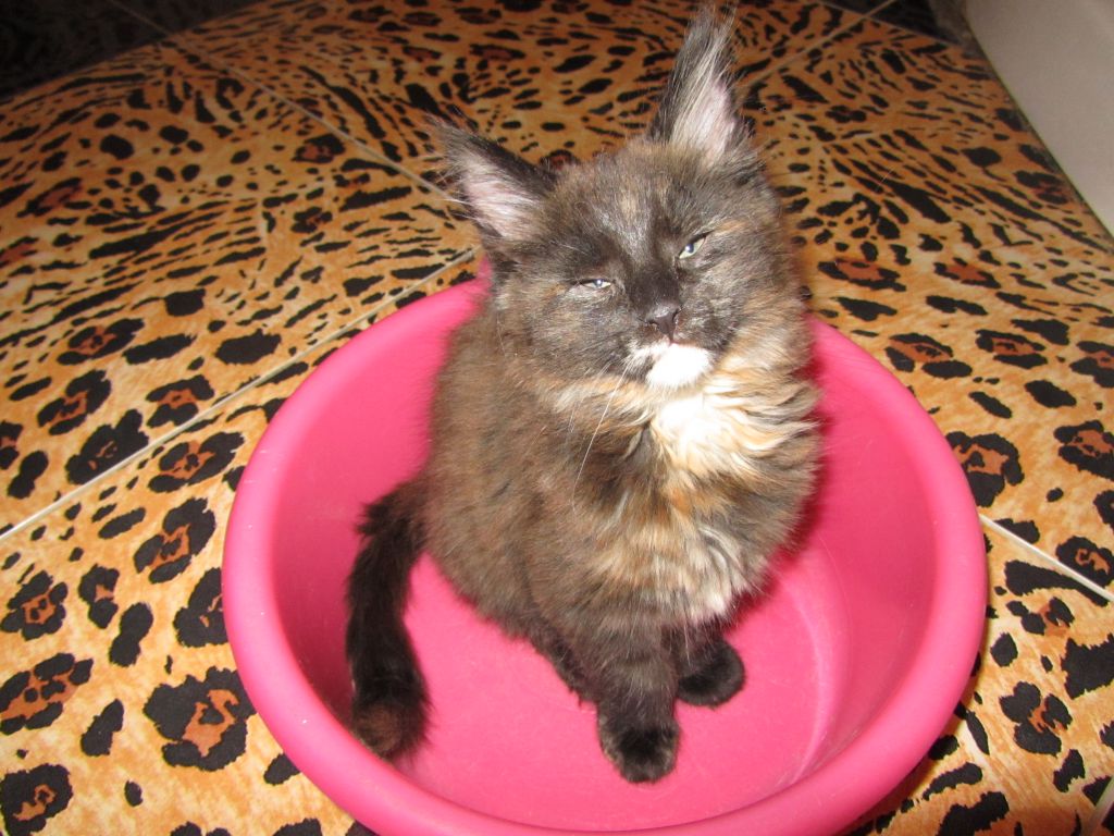 Котята мейн-кун (IMG_2524)