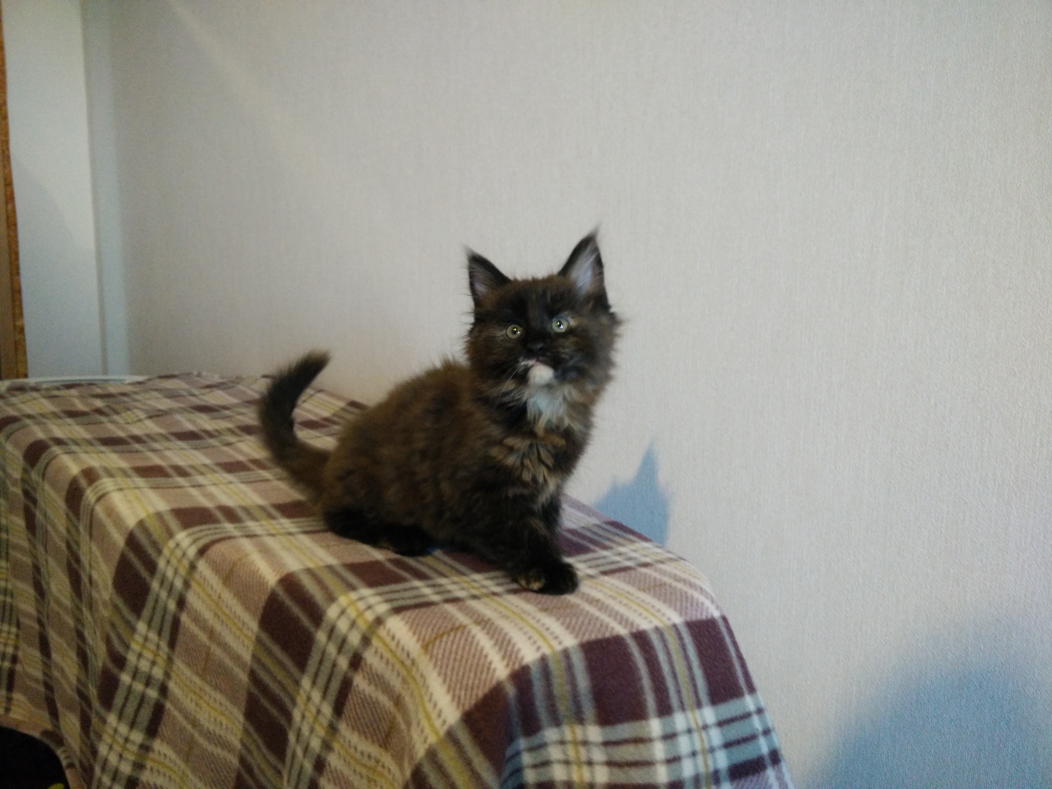 Котята мейн-кун (IMG_20151227_142916)