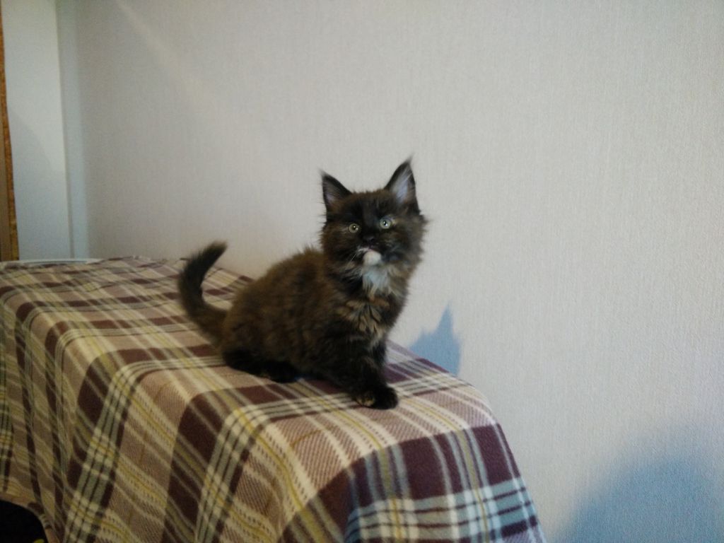 Котята мейн-кун (IMG_20151227_142916)