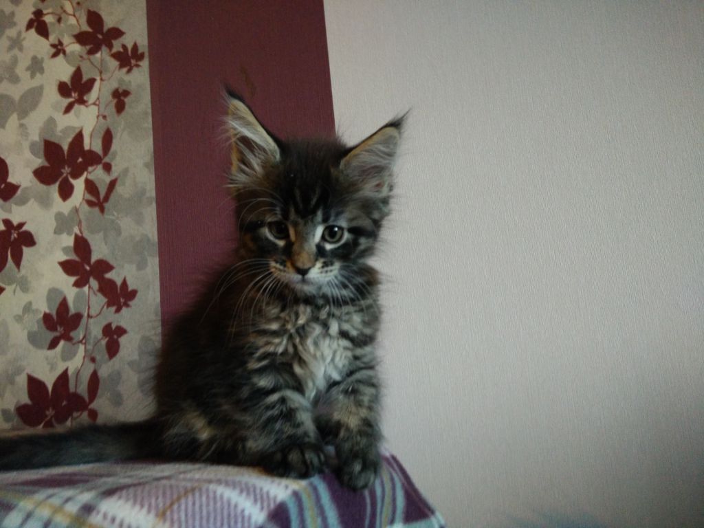 Котята мейн-кун (IMG_20151227_143321)