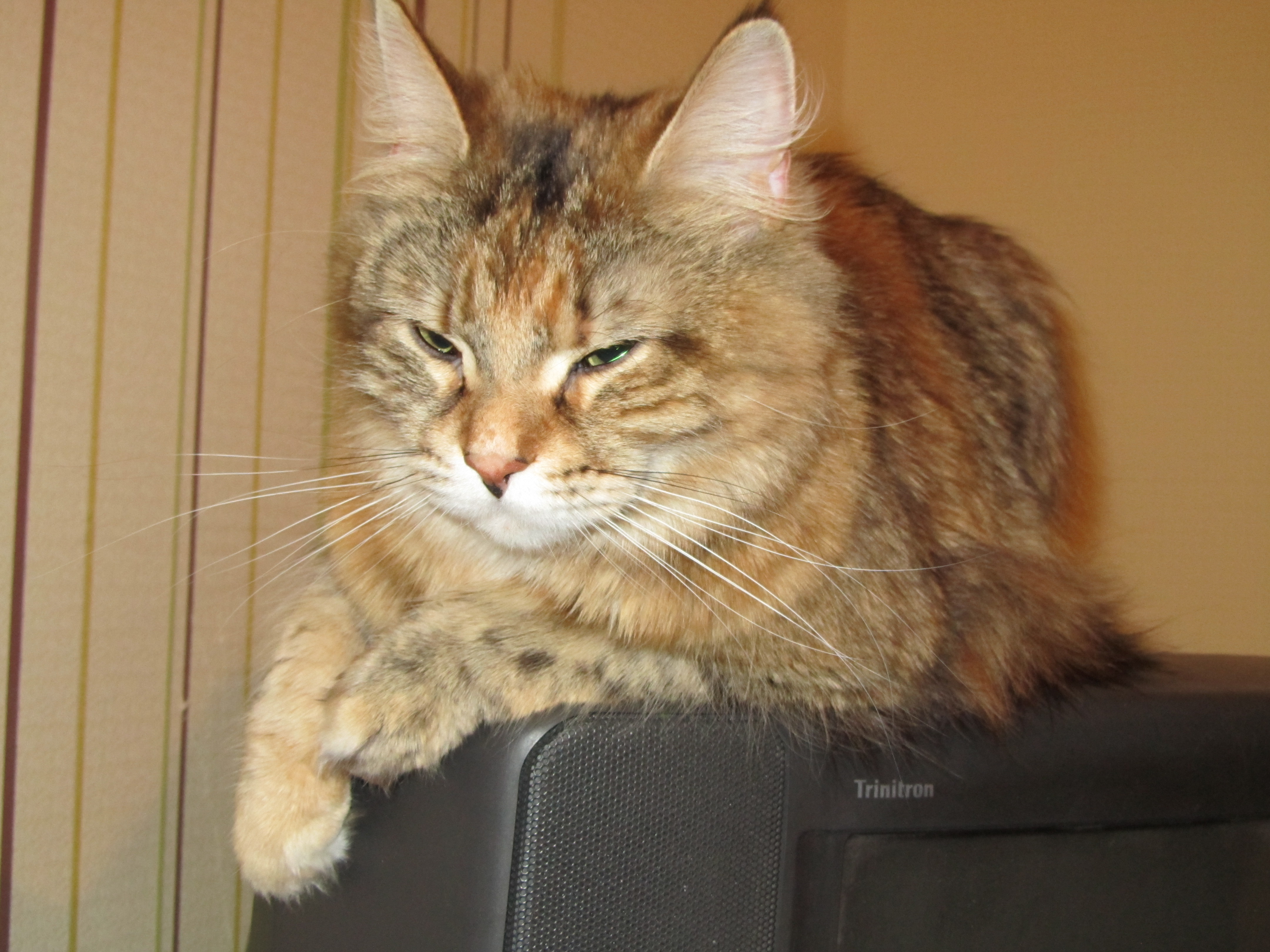 Кошка мейн кун Юки (IMG_0188)