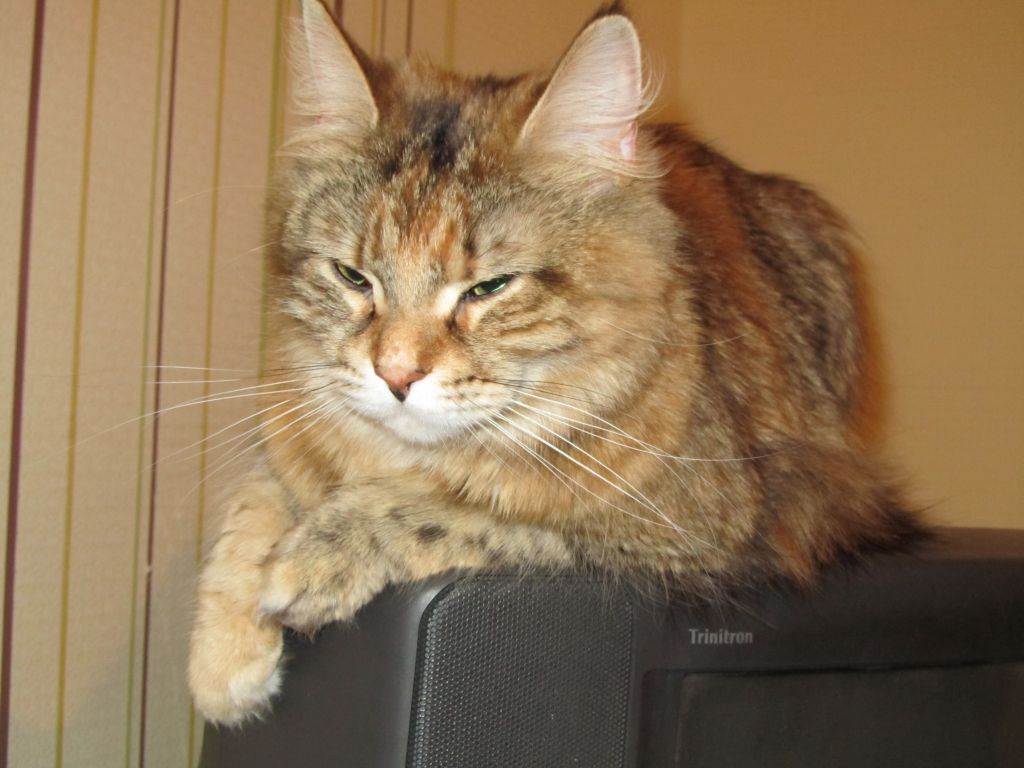 Кошка мейн кун Юки (IMG_0188)