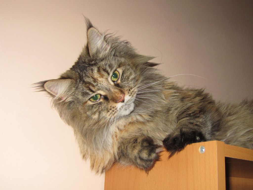 Мать Оскара кошка мейн-кун Касси