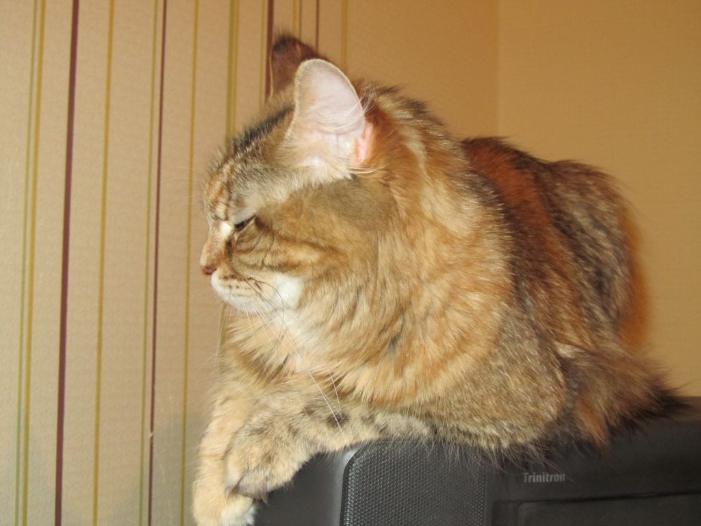 Кошка мейн кун Юки (IMG_0192)