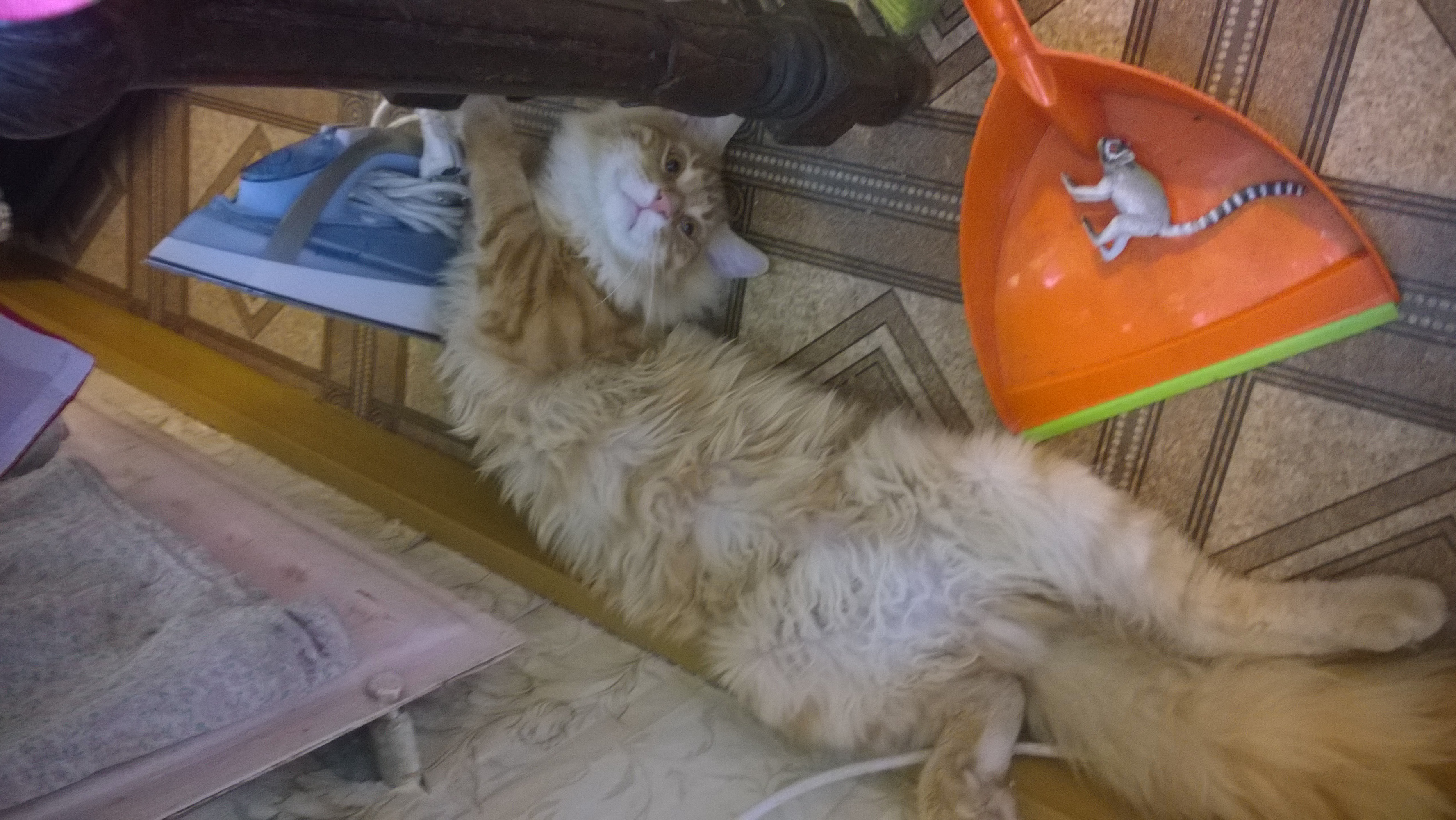 Кот мейн-кун Санёк (WP_20150928_003)