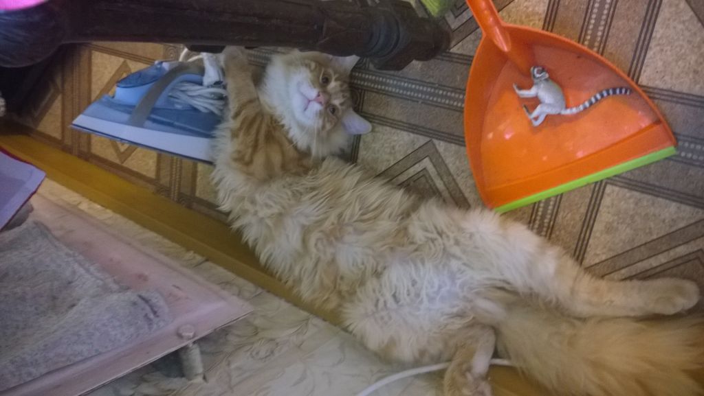 Кот мейн-кун Санёк (WP_20150928_003)