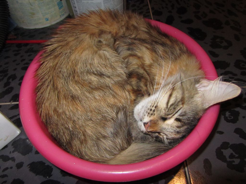 Кошка мейн-кун Касси (IMG_2622)