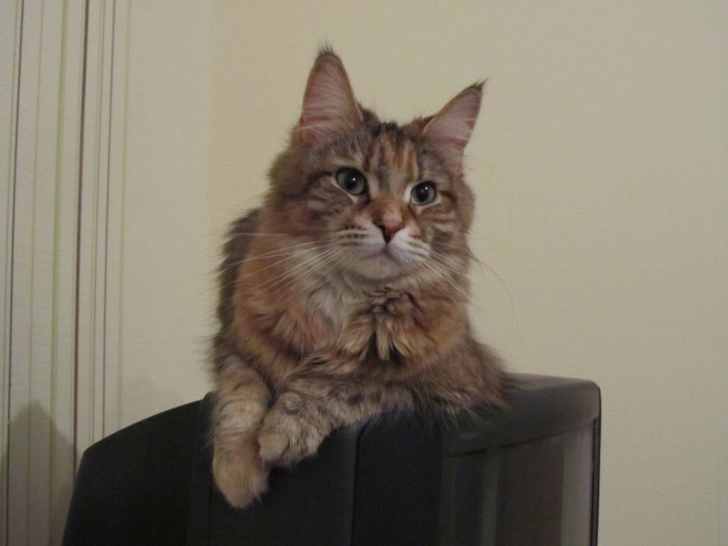 Кошка мейн кун Юки (IMG_0196)