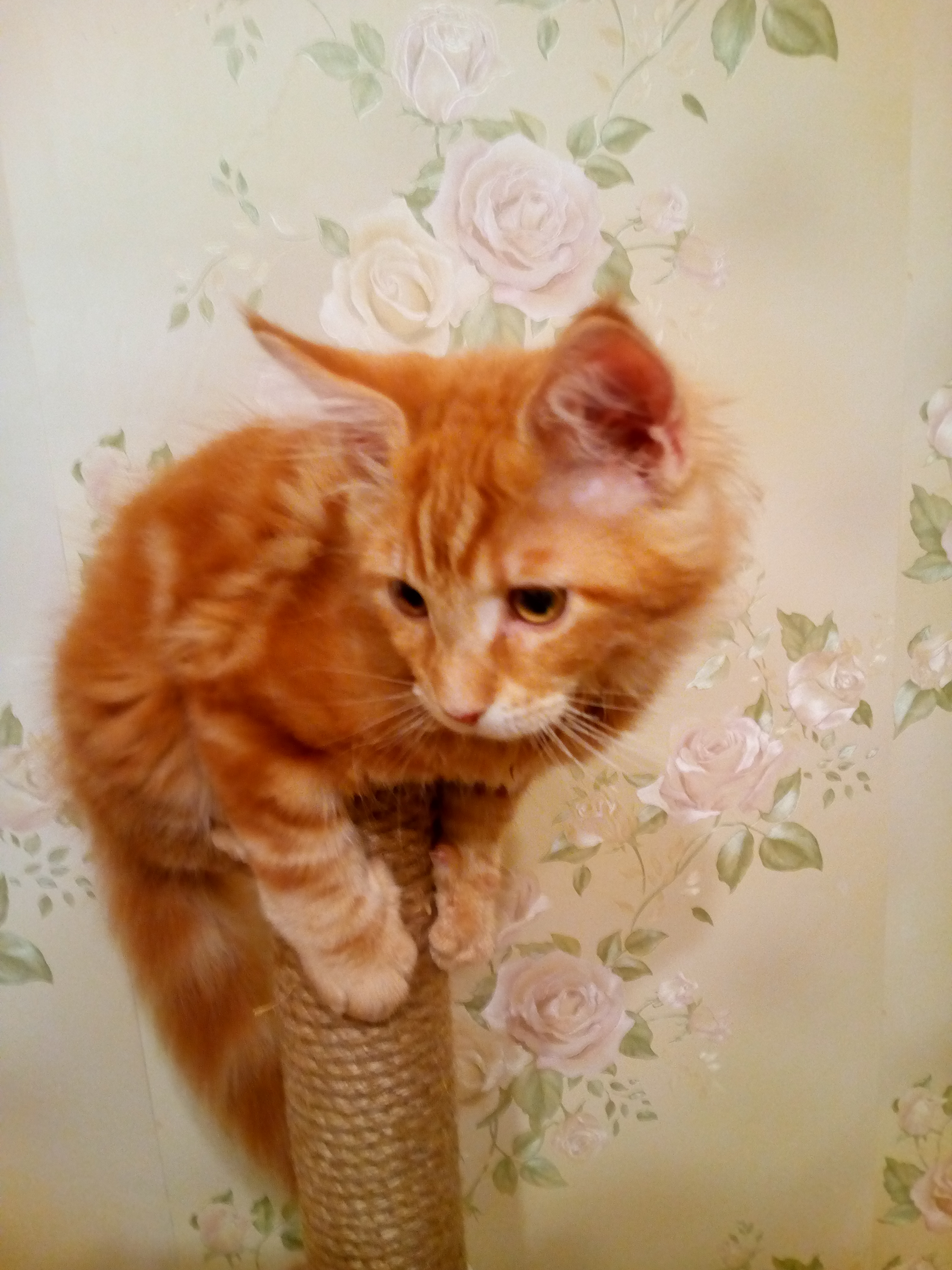 Кот мейн кун Тоторо (20160129_215109)