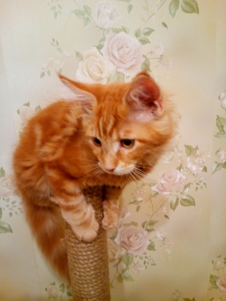 Кот мейн кун Тоторо (20160129_215109)