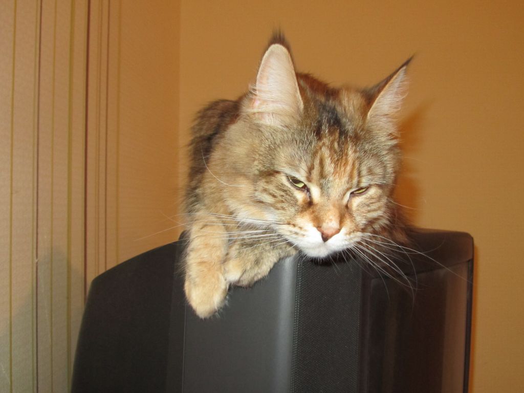 Кошка мейн кун Юки (IMG_0199)