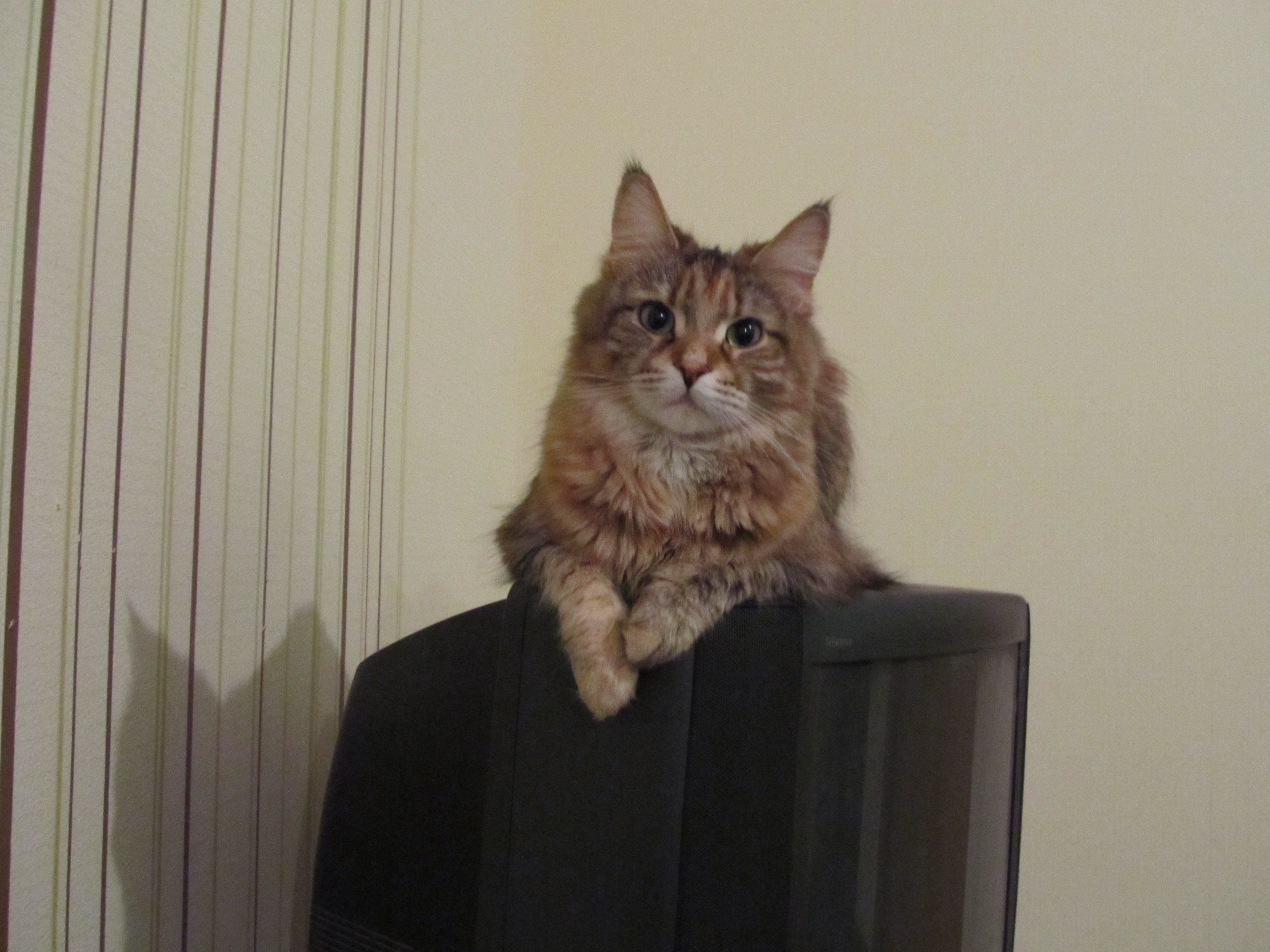 Кошка мейн кун Юки (IMG_0206)