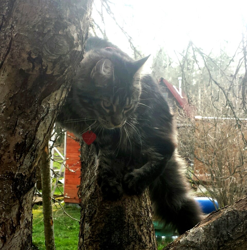Кошка мейн кун Кэсси (uYJz87sqKc8)