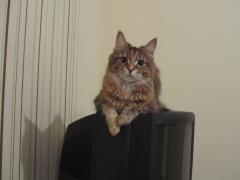 Кошка мейн кун Юки (IMG_0206)