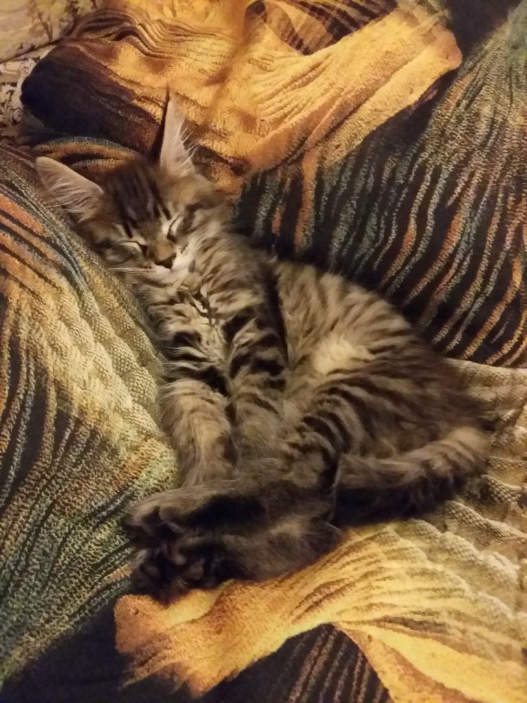 Кошка мейн-кун Кэтти (20150509_212844)