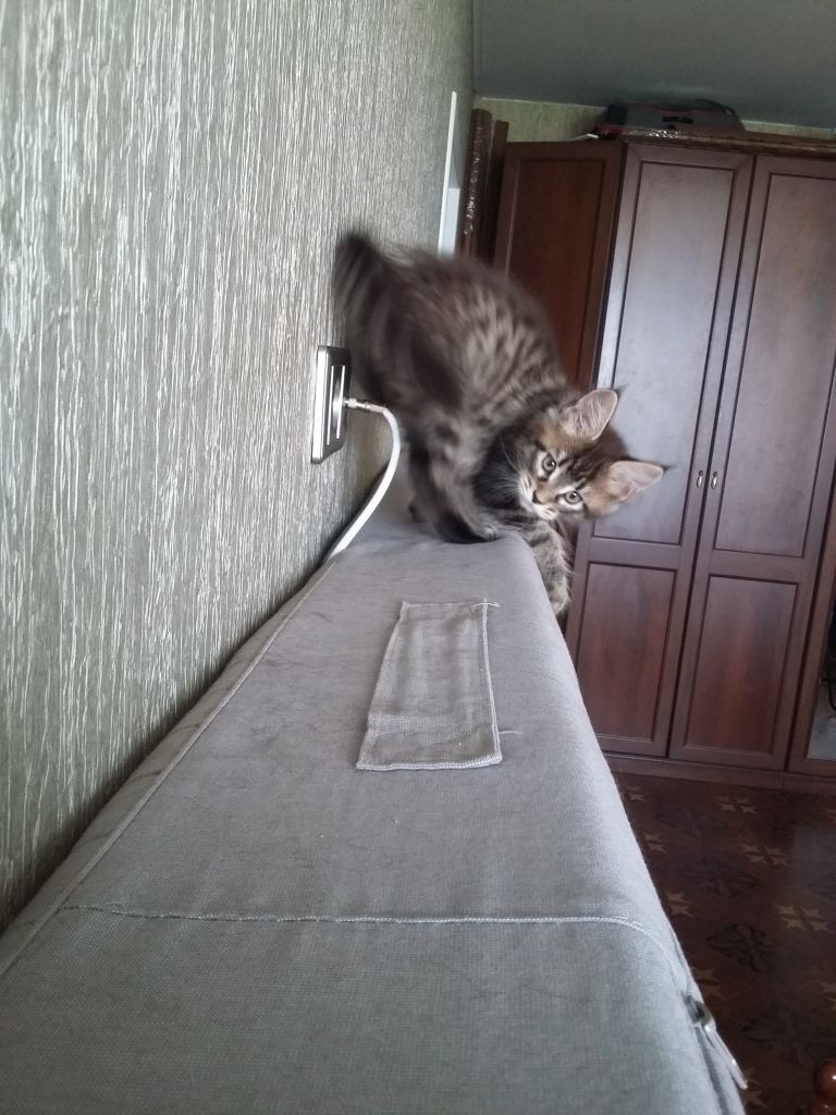 Кошка мейн-кун Кэтти (20150511_084820)