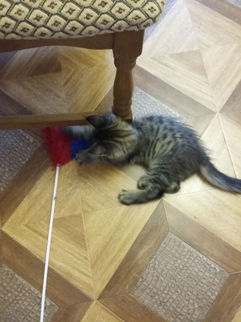 Кошка мейн-кун Кэтти (20150511_105449)