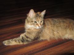 Кошка мейн кун Юки (IMG_0209)