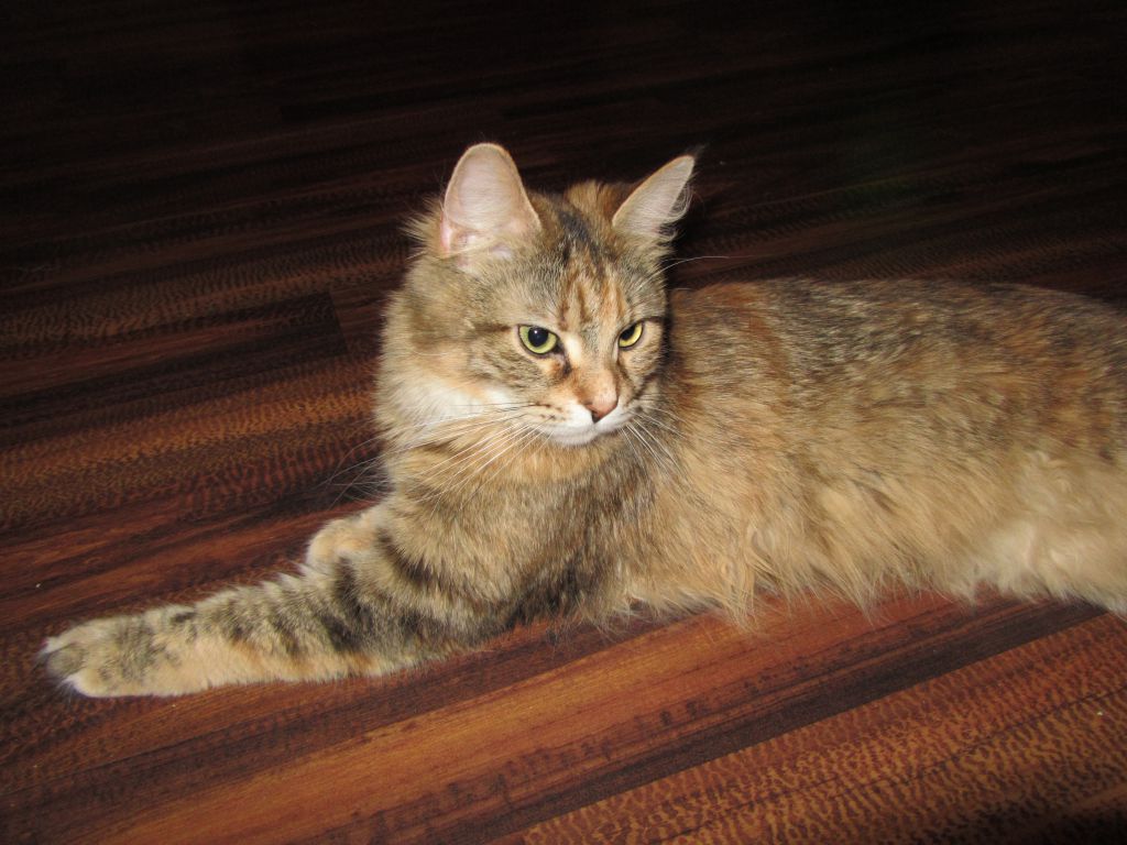 Кошка мейн кун Юки (IMG_0209)