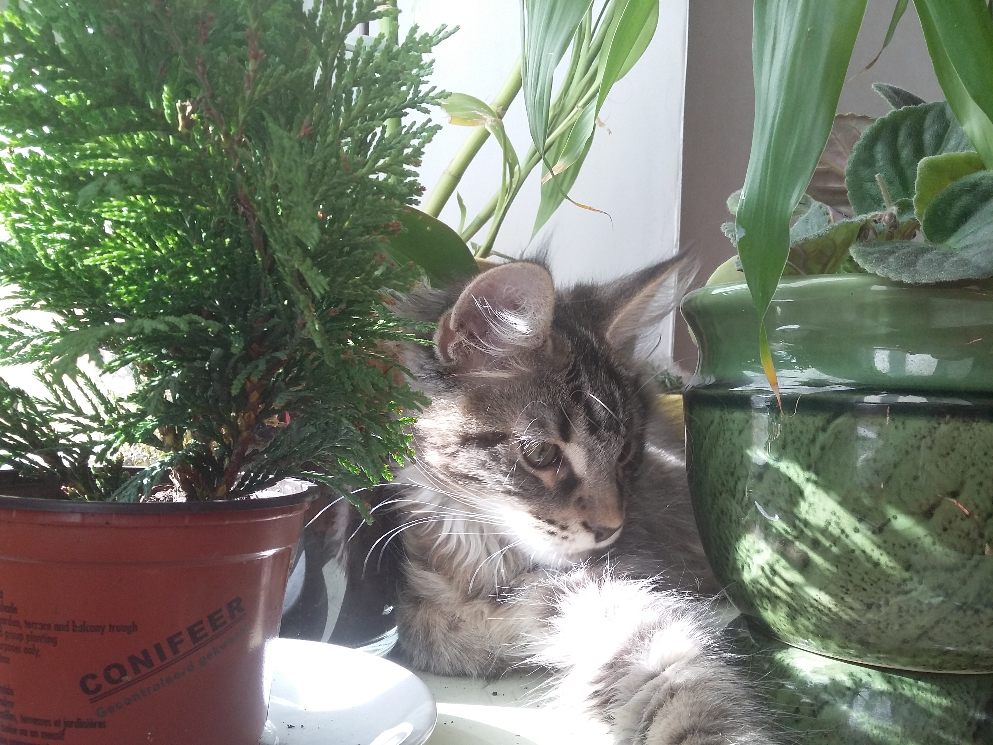 Кошка мейн-кун Кэтти (20150608_181031)