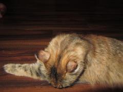 Кошка мейн кун Юки (IMG_0210)