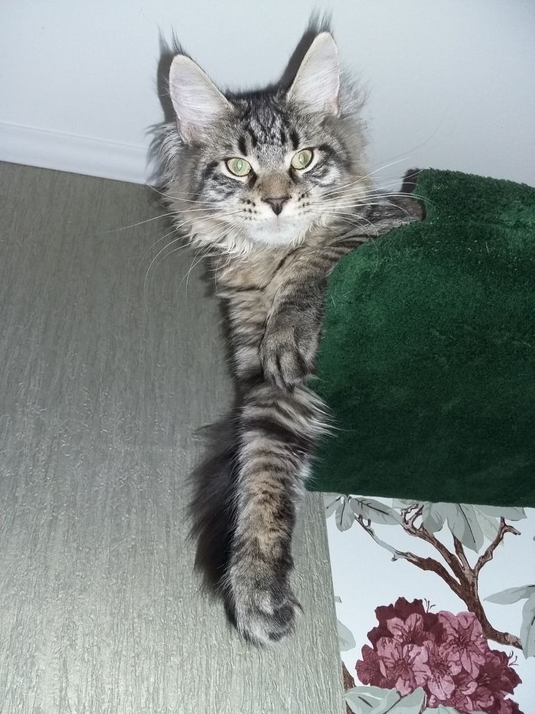Кошка мейн-кун Кэтти (20150706_203119)