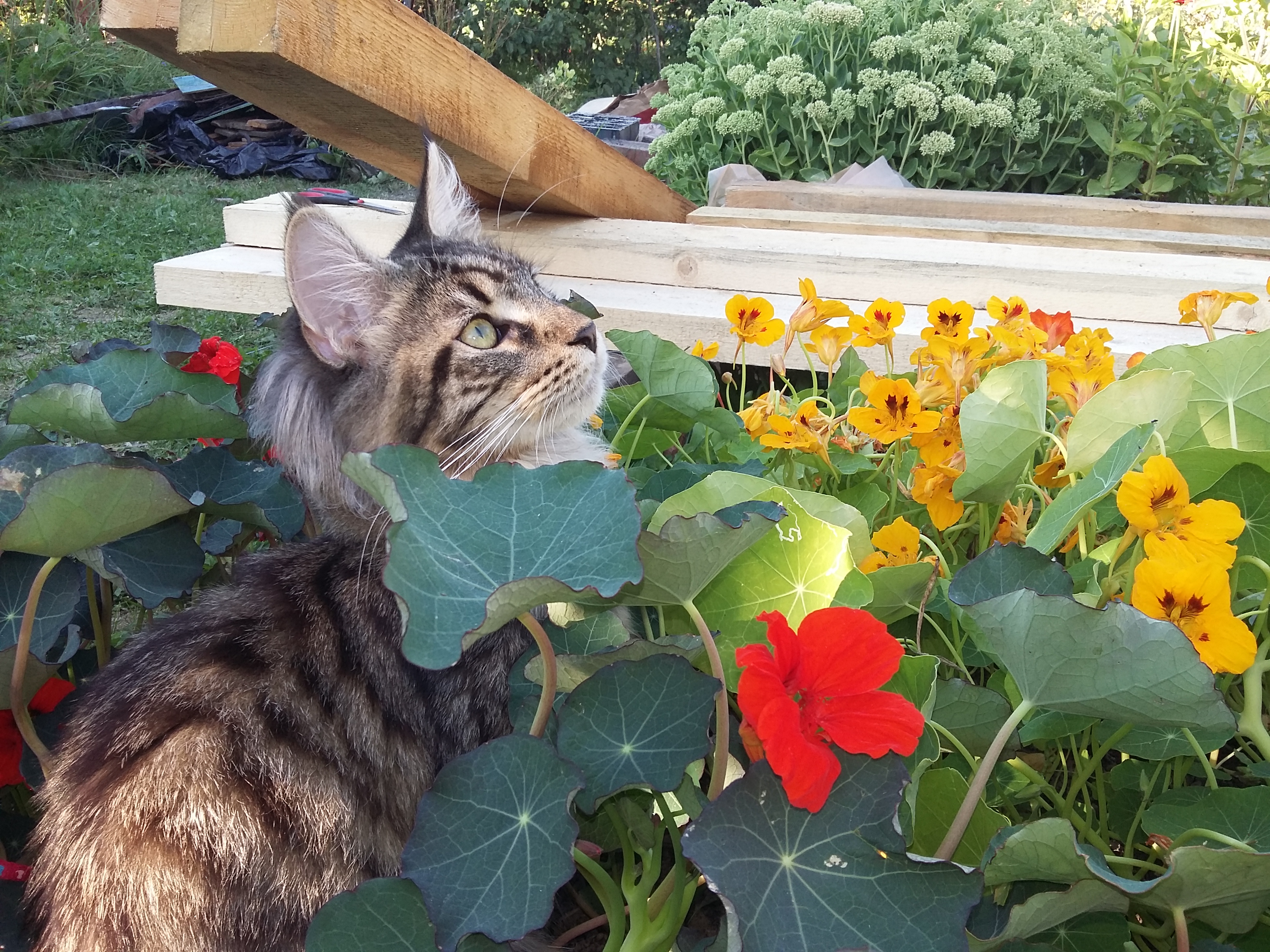Кошка мейн-кун Кэтти (20150823_180247)