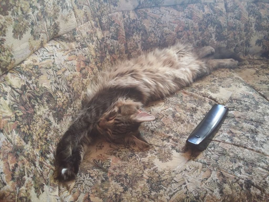 Кошка мейн-кун Кэтти (20150824_143535)