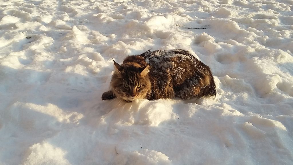 Кошка мейн-кун Кэтти (20160117_120350)