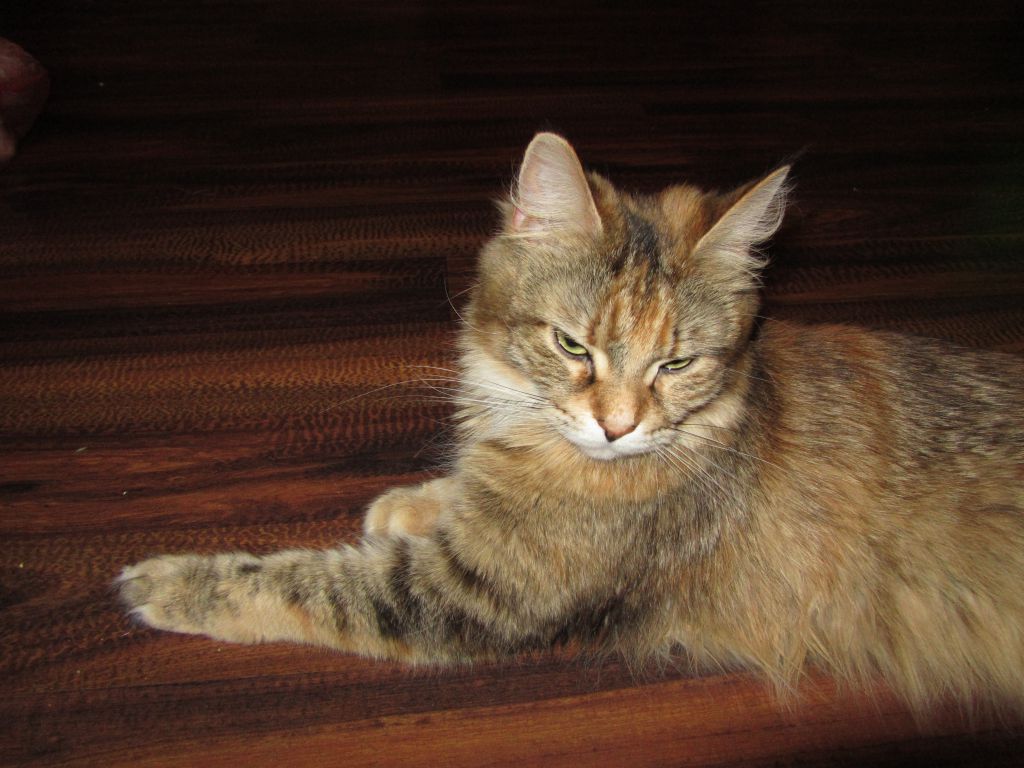 Кошка мейн кун Юки (IMG_0213)