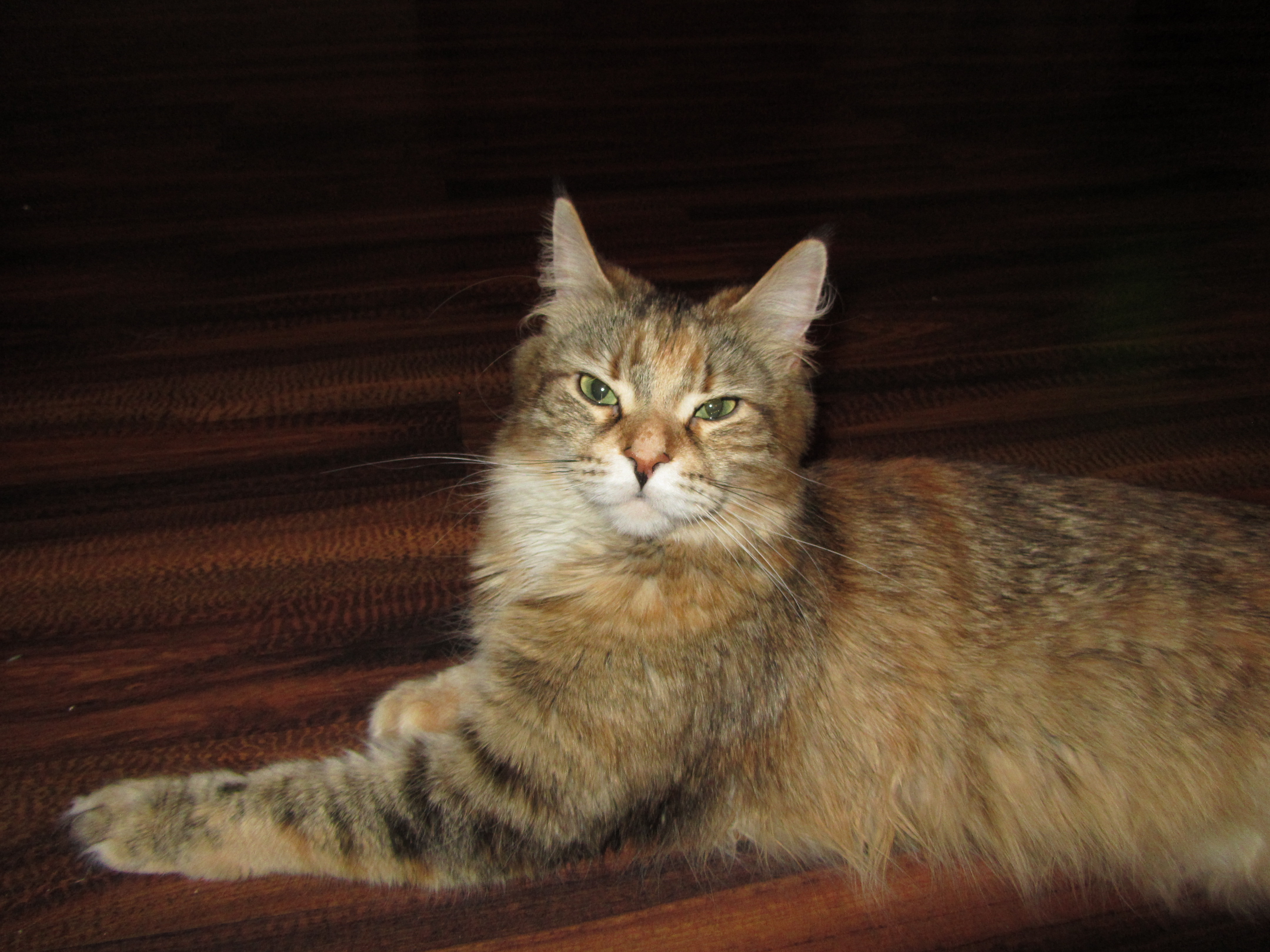 Кошка мейн кун Юки (IMG_0215)