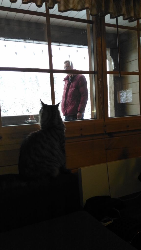 Кошка мейн-кун Кэтти (20160124_113420)