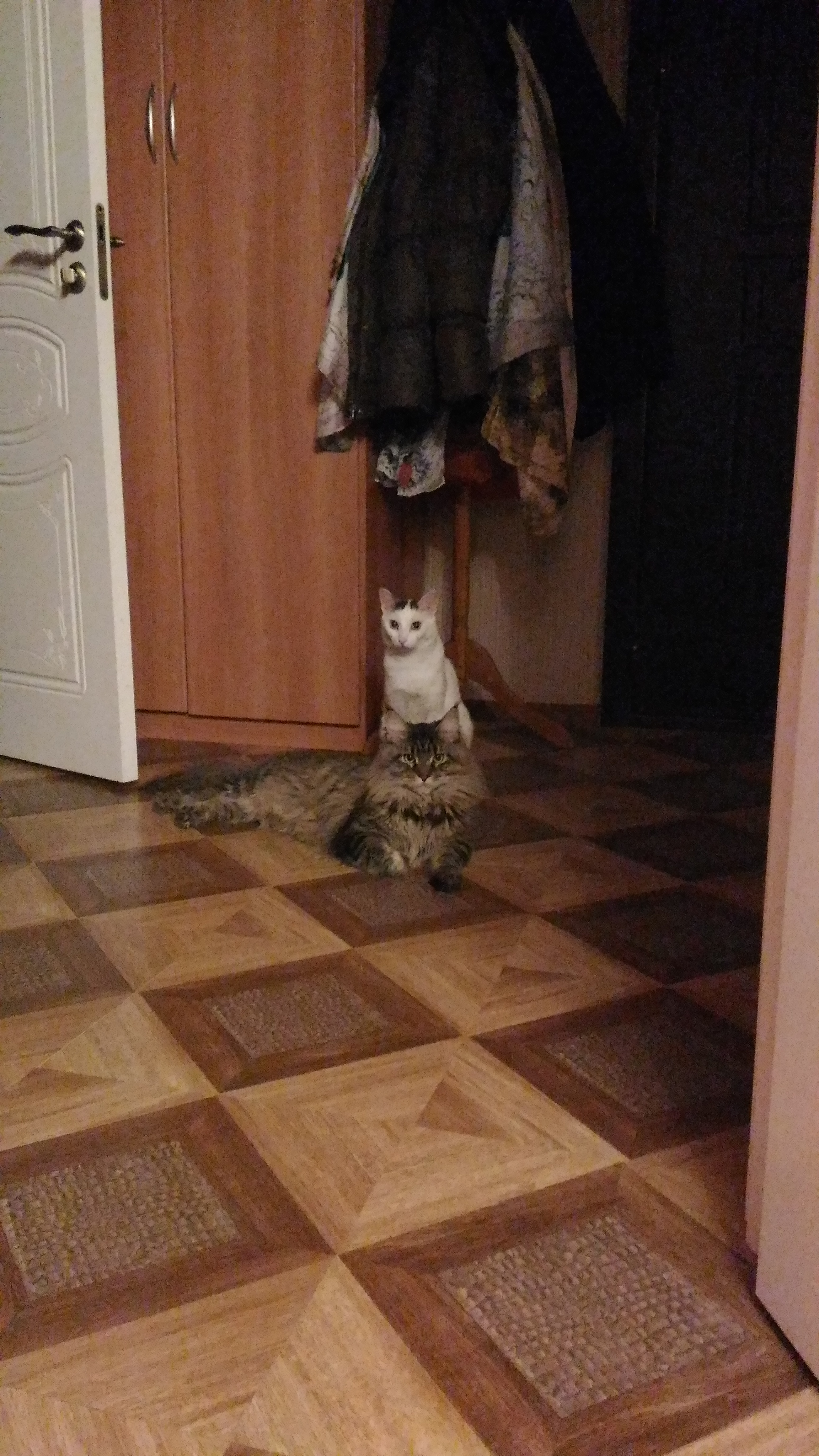 Кошка мейн-кун Кэтти (20160311_205611)