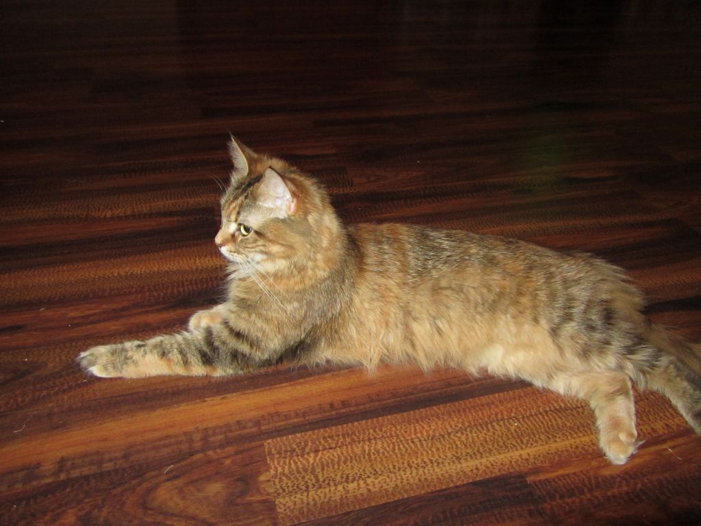 Кошка мейн кун Юки (IMG_0217)