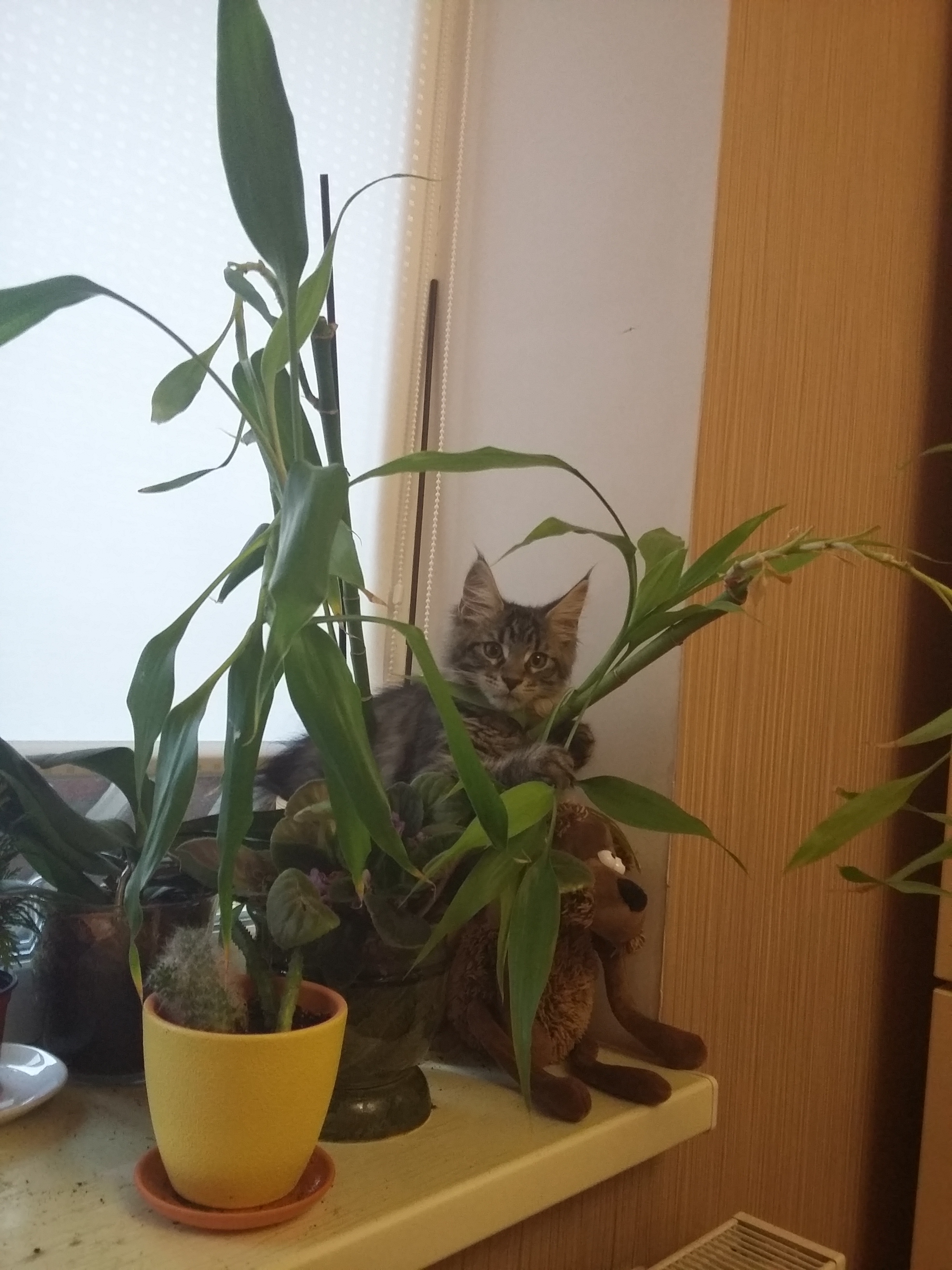 Кошка мейн-кун Кэтти (20150602_200326)