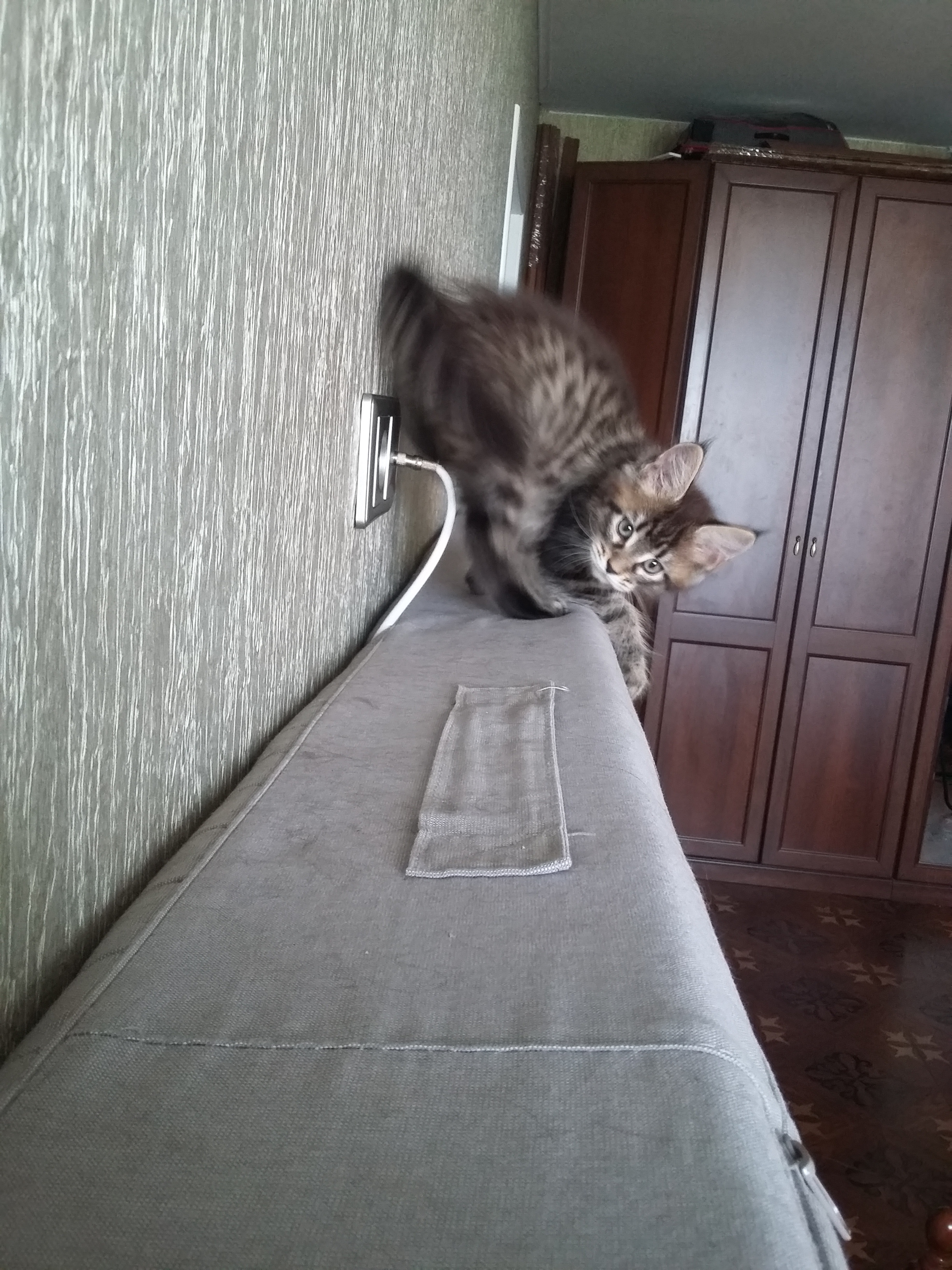 Кошка мейн-кун Кэтти (20150511_084820)
