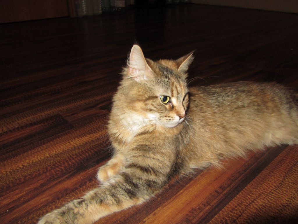 Кошка мейн кун Юки (IMG_0219)