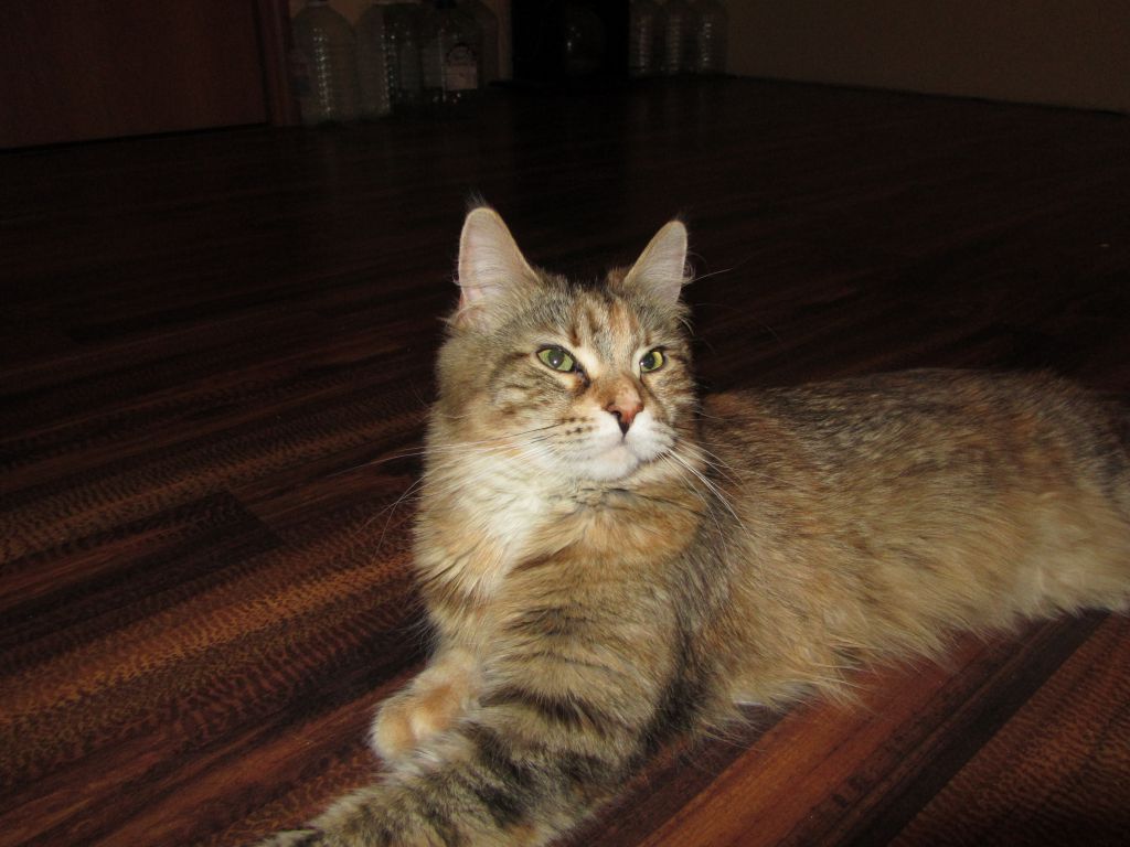 Кошка мейн кун Юки (IMG_0220)