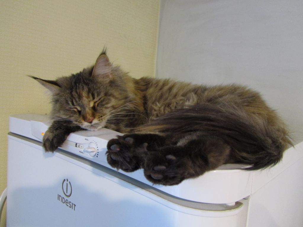Кошка мейн-кун Касси (IMG_2651)