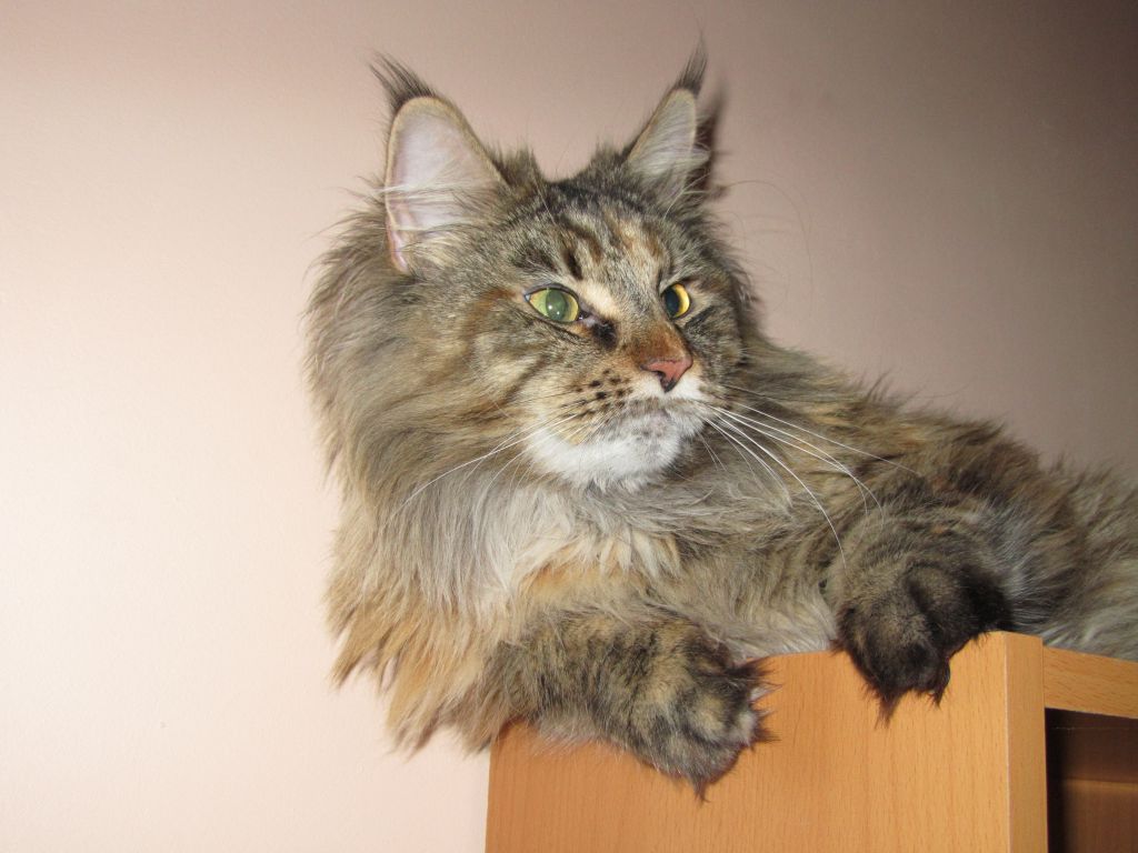Кошка мейн-кун Касси (IMG_2668)